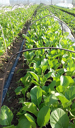 ベトナムですくすく育つ有機野菜