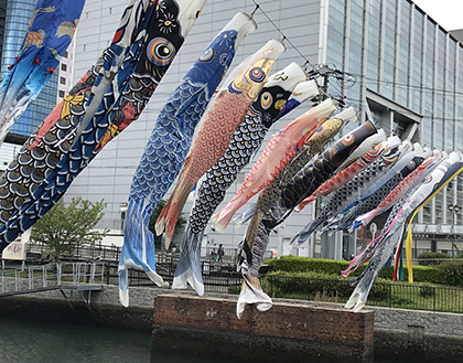 内川で元気に泳ぐ鯉のぼり（昨年）